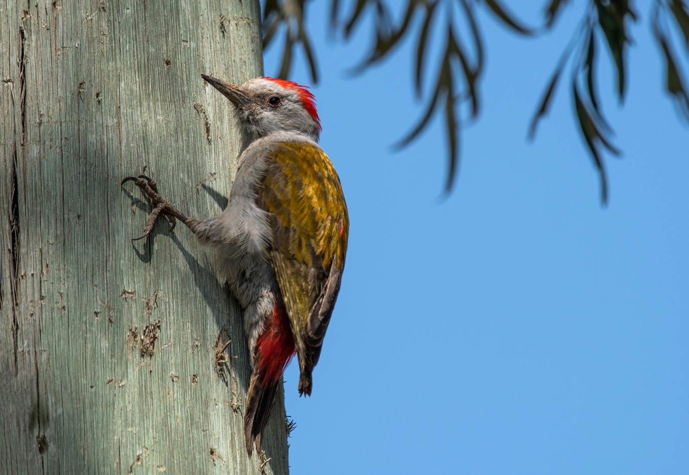 Woodpeckers and Toucans (Order Piciformes)